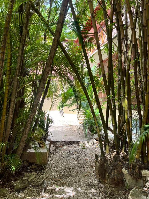 Estudio con cenotes en la 5ta avenida a pasos de la playa