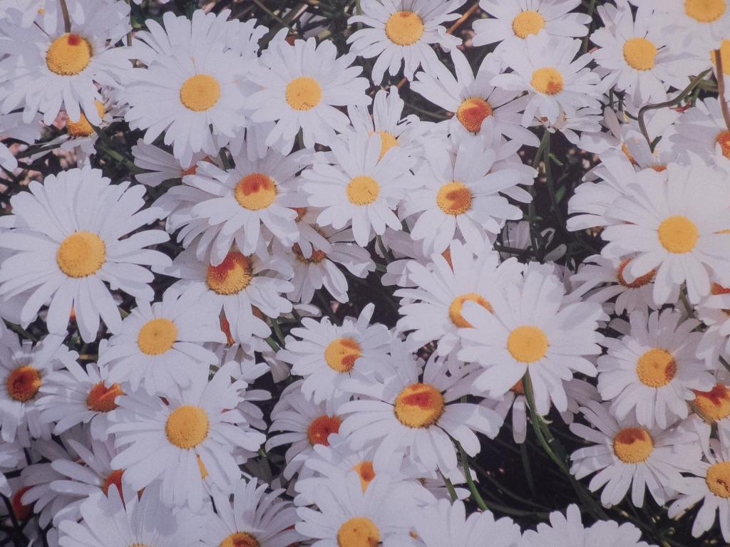 Flores y Gemas Flores y Gemas