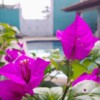 Naemy Suite's